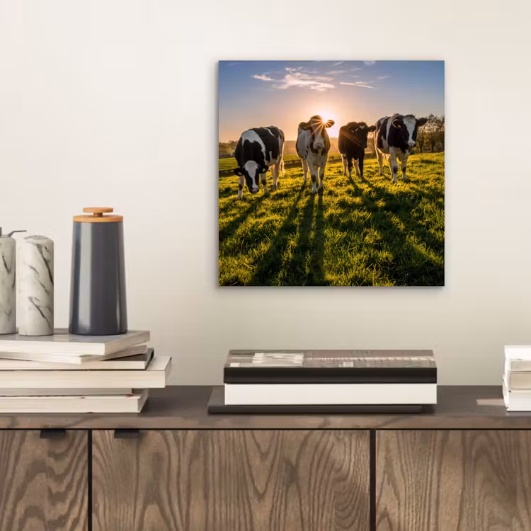 Koeien - Zon - Gras - Dieren - Boerderij aluminium wit klein -sfeer1