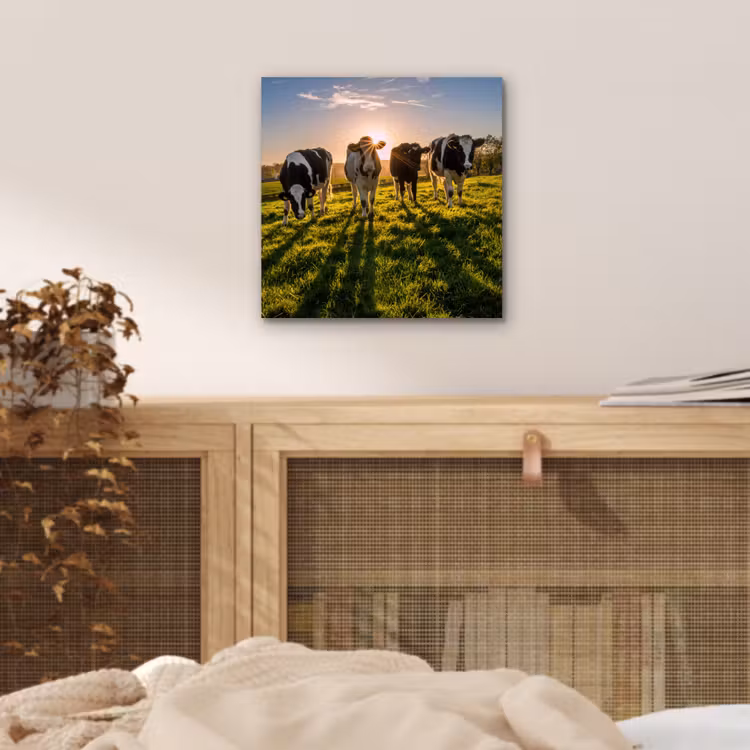 Koeien - Zon - Gras - Dieren - Boerderij aluminium wit klein -sfeer3