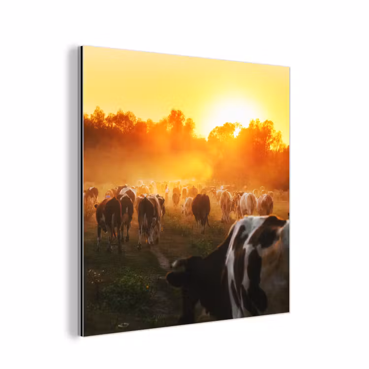 Koeien - Zonsondergang - Weiland - Dieren aluminium wit klein -3d