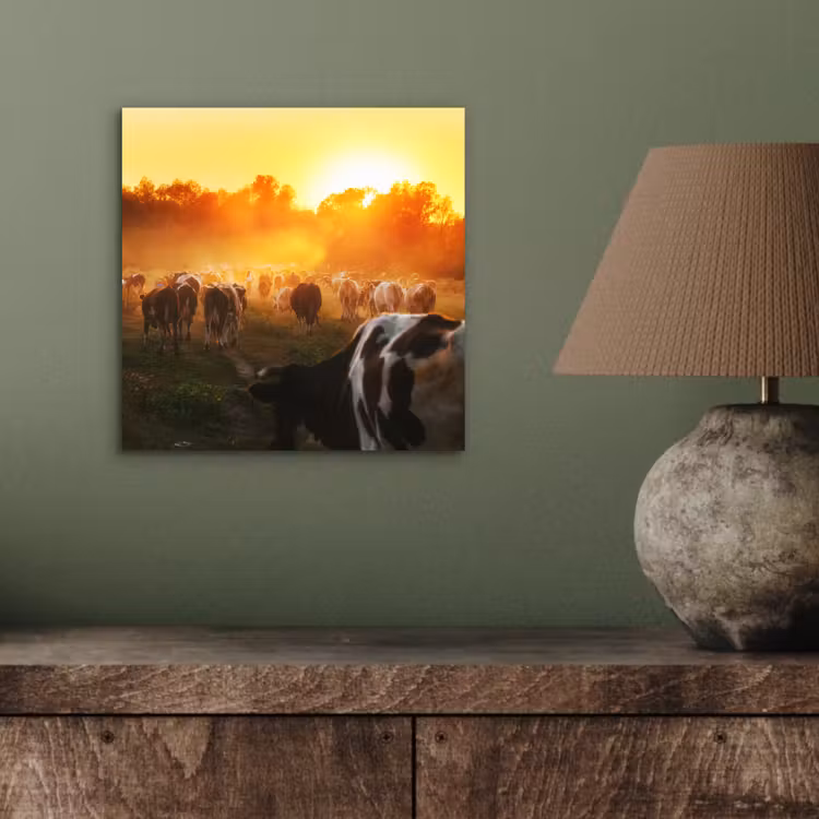 Koeien - Zonsondergang - Weiland - Dieren aluminium wit klein -sfeer2