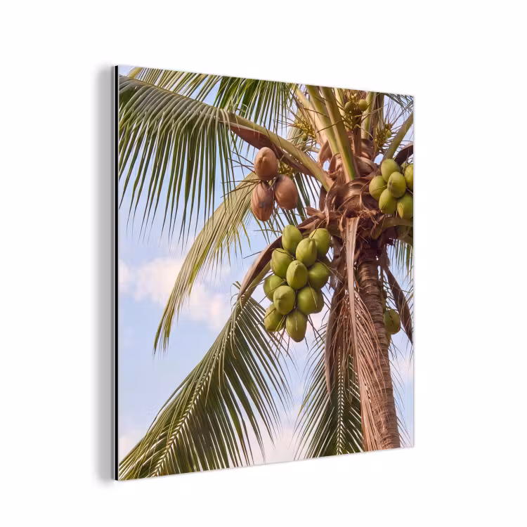 Kokosnoot - Boom - Tropisch - Natuur - Groen aluminium wit klein -3d