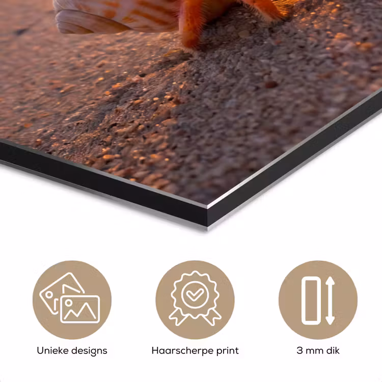 Kreeft - Strand - Natuur - Zonsondergang - Oranje aluminium wit klein -closeup_NL