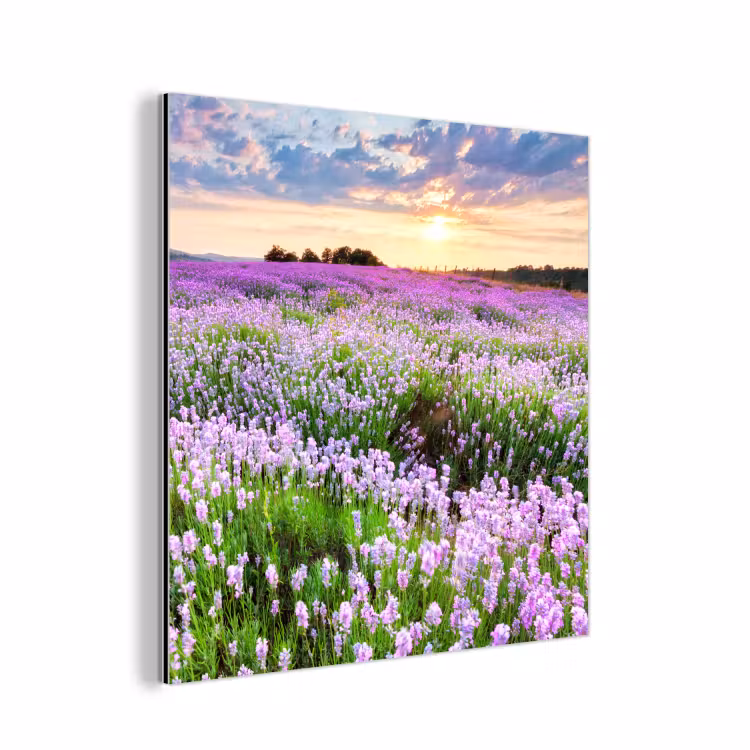 Lavendel - Bloemen - Zonsondergang - Paars - Weide aluminium wit klein -3d