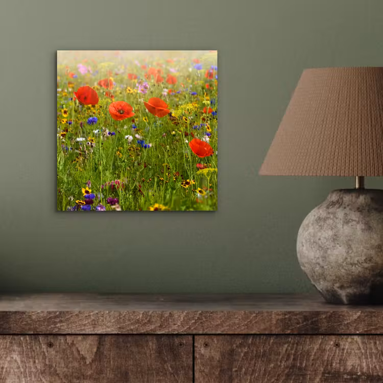 Lente - Bloemen - Rood - Klaproos - Gras - Groen aluminium wit klein -sfeer2