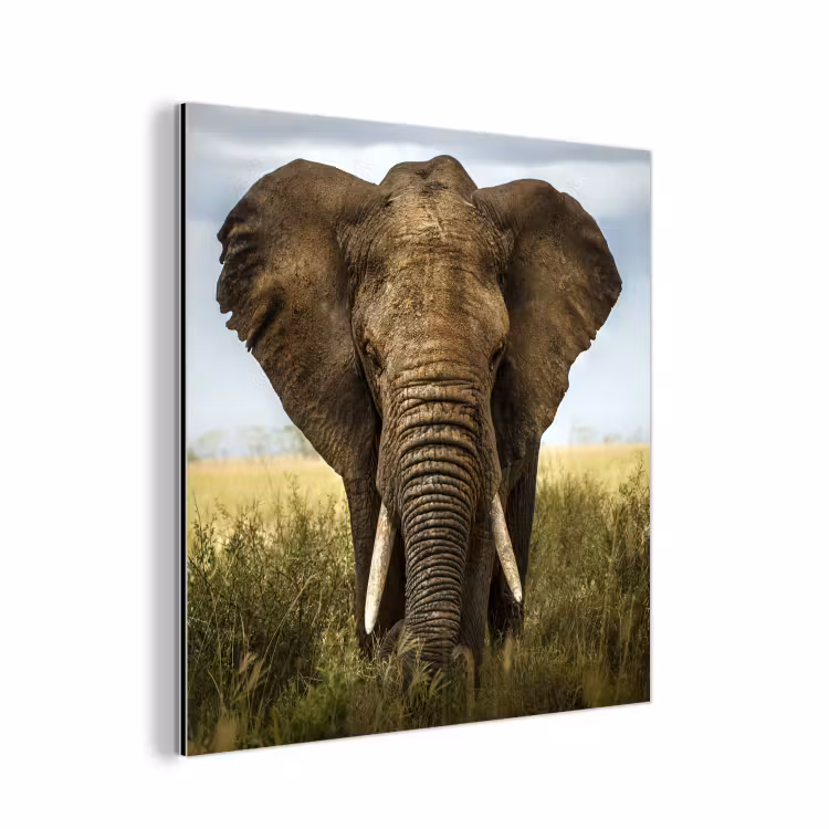 Olifant - Natuur - Gras - Dieren - Landschap aluminium wit klein -3d