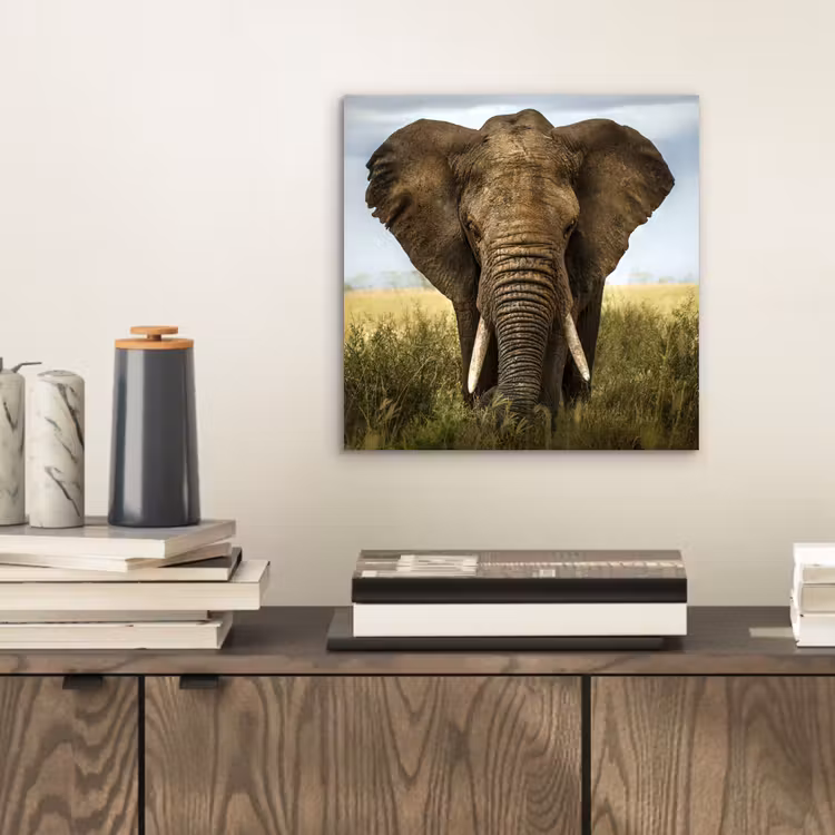 Olifant - Natuur - Gras - Dieren - Landschap aluminium wit klein -sfeer1