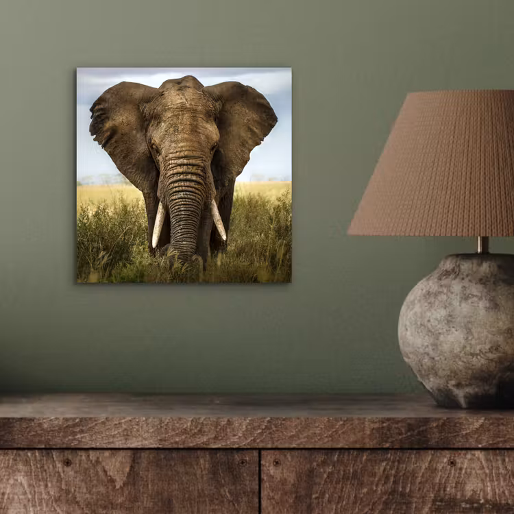 Olifant - Natuur - Gras - Dieren - Landschap aluminium wit klein -sfeer2