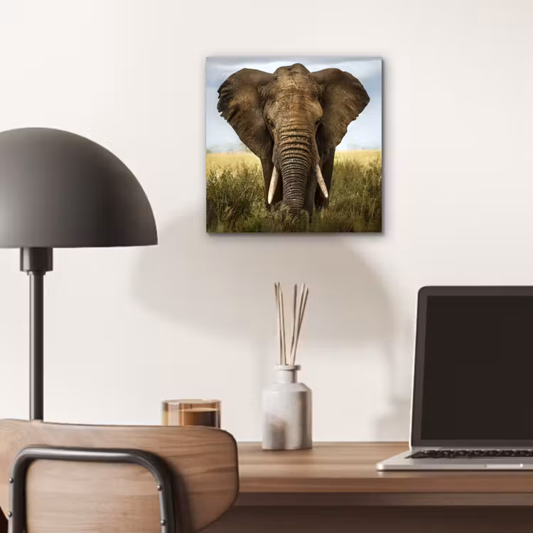 Olifant - Natuur - Gras - Dieren - Landschap aluminium wit klein -sfeer5