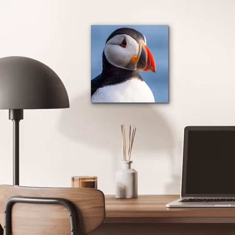 Papegaaiduiker - Portret - Natuur aluminium wit klein -sfeer5