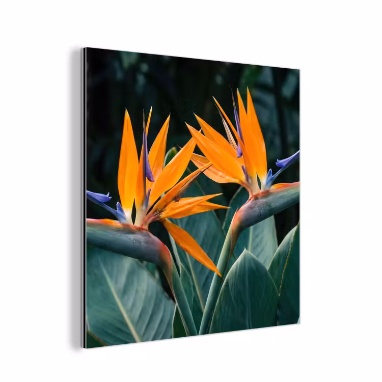 Paradijsvogel - Bloem - Exotisch aluminium wit klein -3d