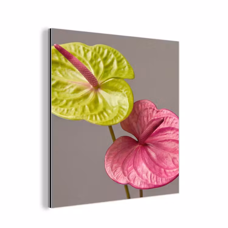 Planten - Anthurium - Groen - Roze aluminium wit klein -3d
