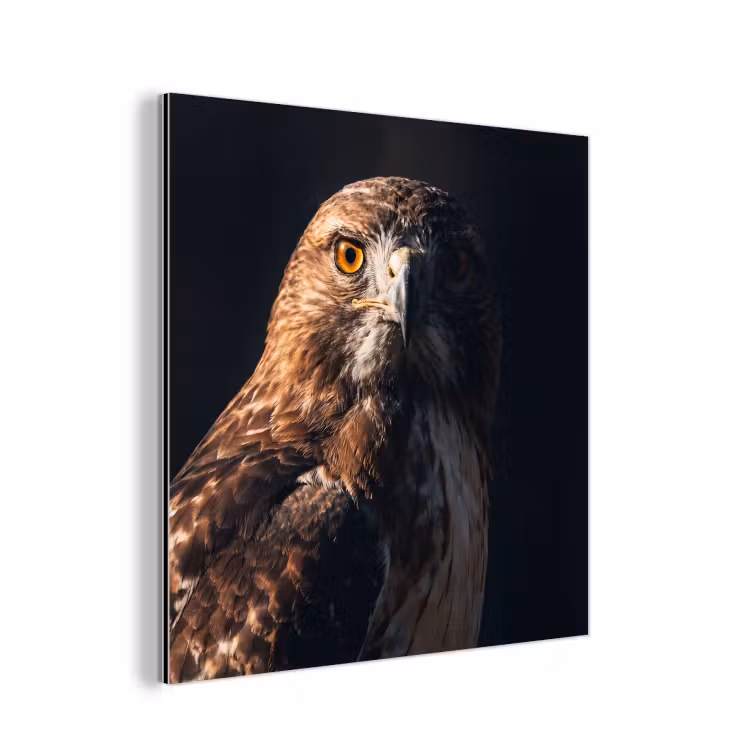 Roofvogel - Buizerd - Bruin aluminium wit klein -3d