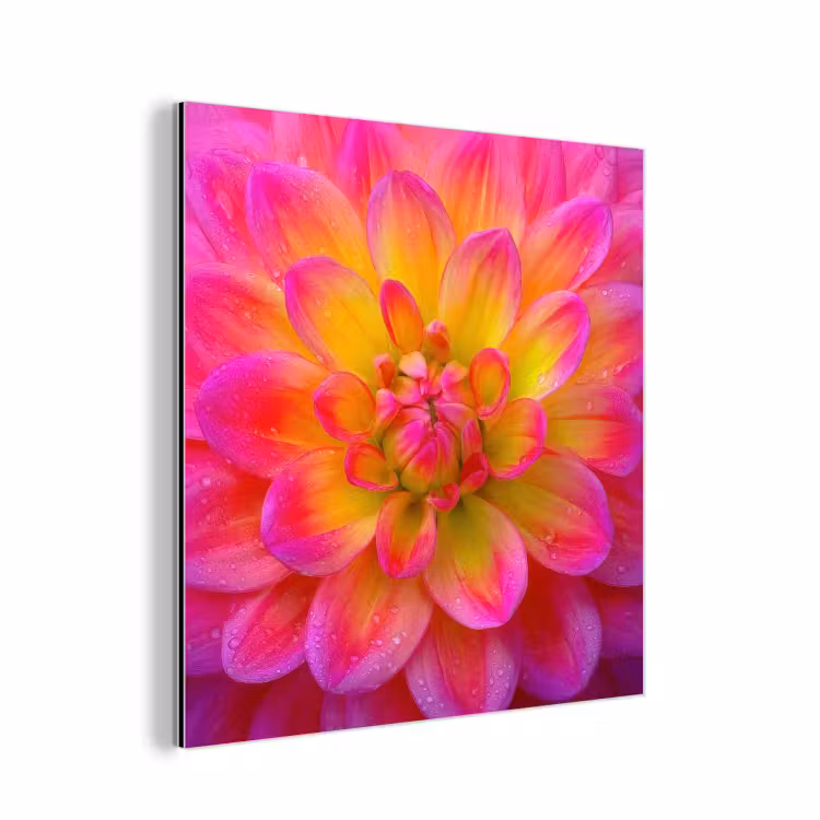 Roze - Dahlia - Kleurrijk aluminium wit klein -3d
