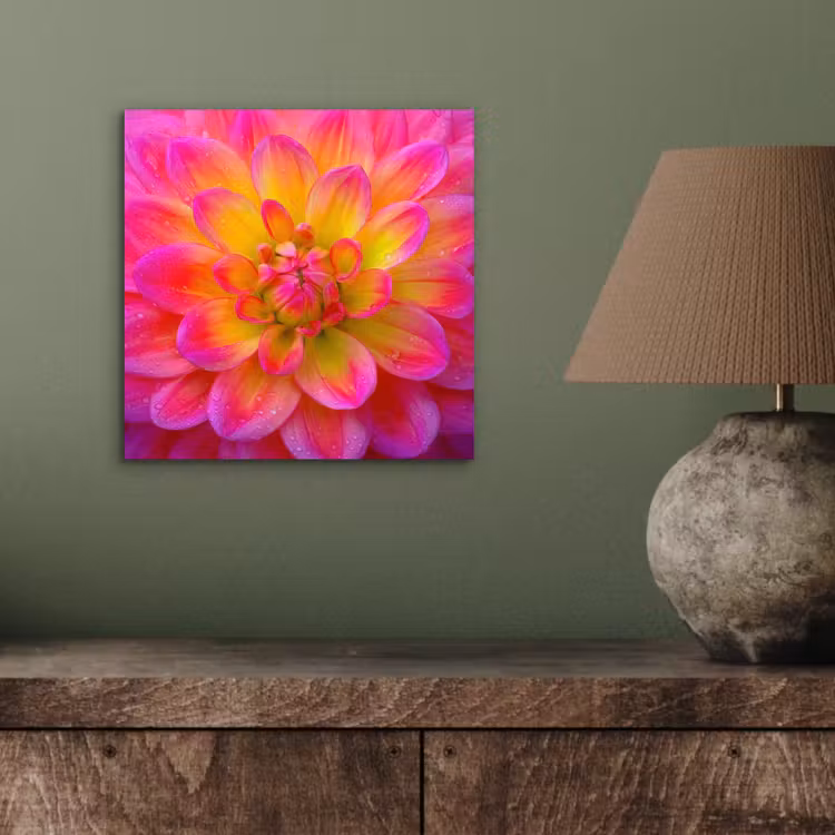 Roze - Dahlia - Kleurrijk aluminium wit klein -sfeer2