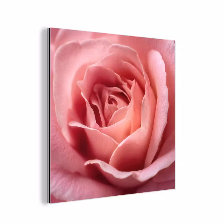 Roze - Roos - Romantisch aluminium wit klein -3d