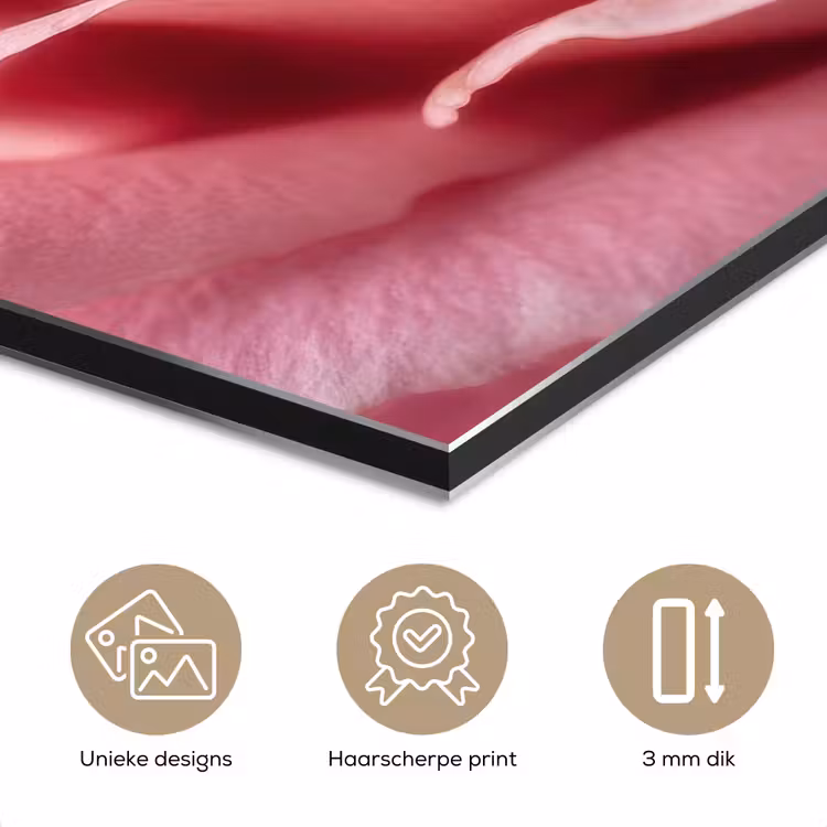 Roze - Roos - Romantisch aluminium wit klein -closeup_NL