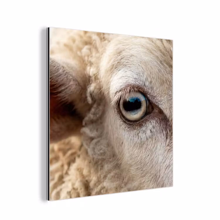 Schaap - Oog - Wit aluminium wit klein -3d