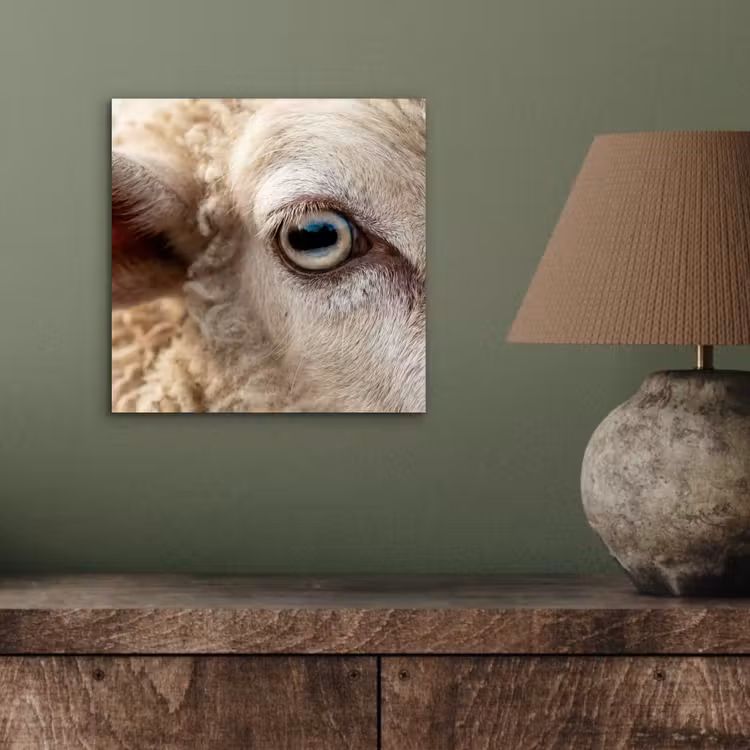 Schaap - Oog - Wit aluminium wit klein -sfeer2