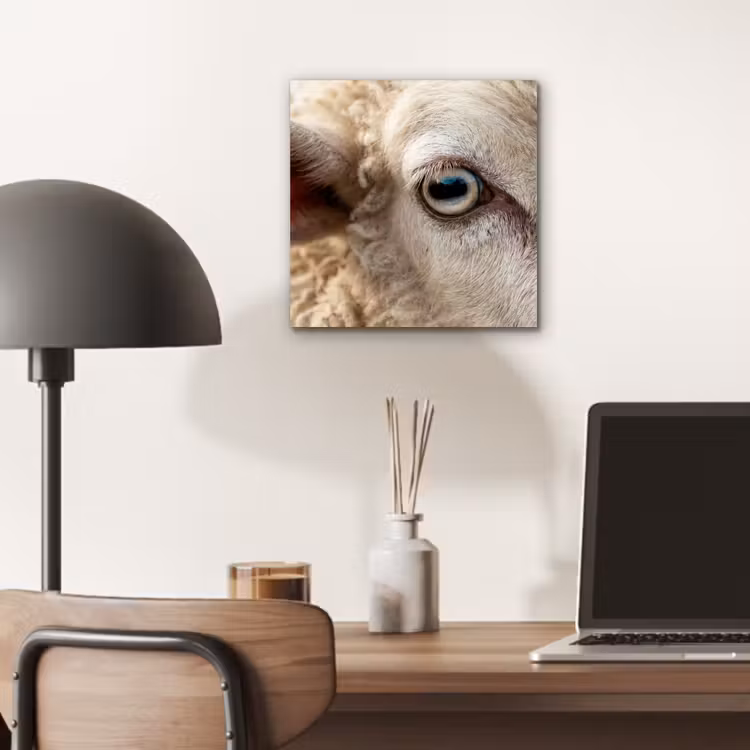Schaap - Oog - Wit aluminium wit klein -sfeer5