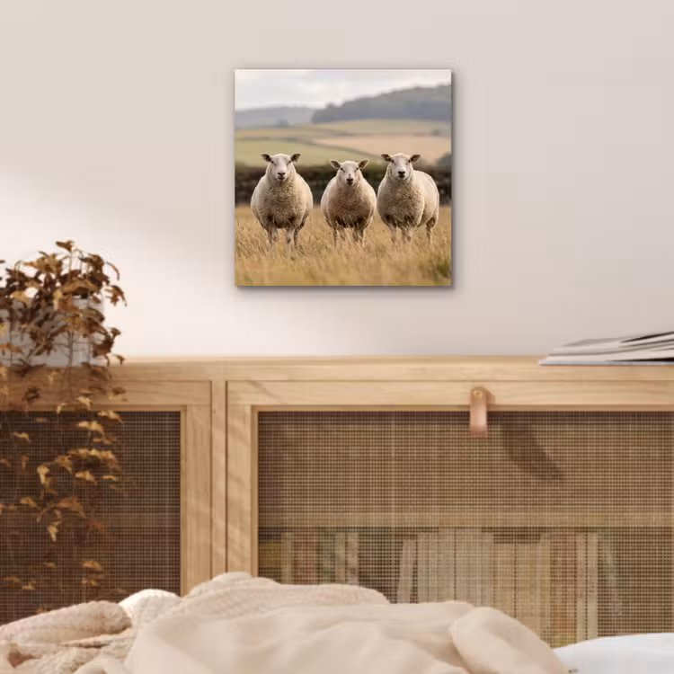 Schapen - Weidenlandschap - Heuvels aluminium wit klein -sfeer3