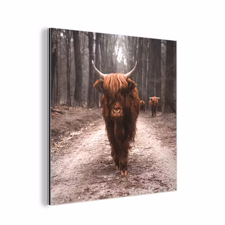 Schotse hooglander - Bos - Koe - Dieren - Natuur aluminium wit klein -3d