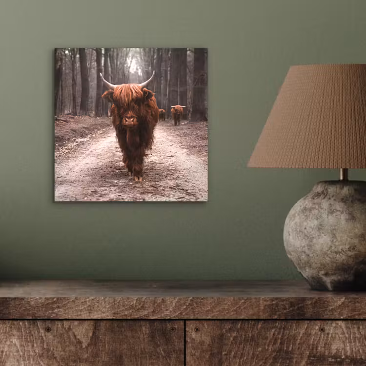 Schotse hooglander - Bos - Koe - Dieren - Natuur aluminium wit klein -sfeer2