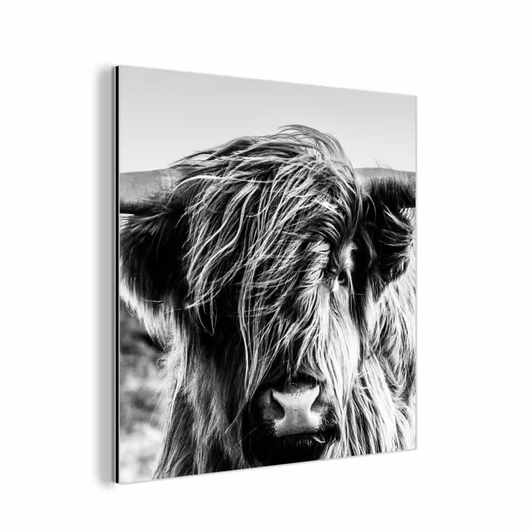 Schotse hooglander - Close up - Horens - Vacht - Zwart Wit aluminium wit klein -3d