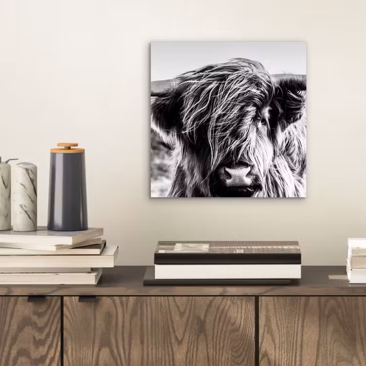 Schotse hooglander - Close up - Horens - Vacht - Zwart Wit aluminium wit klein -sfeer1