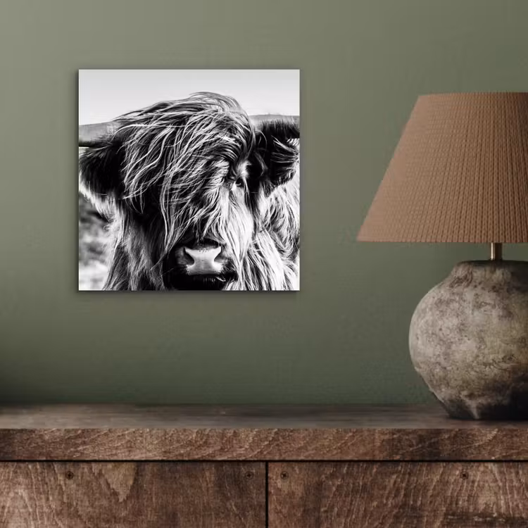 Schotse hooglander - Close up - Horens - Vacht - Zwart Wit aluminium wit klein -sfeer2
