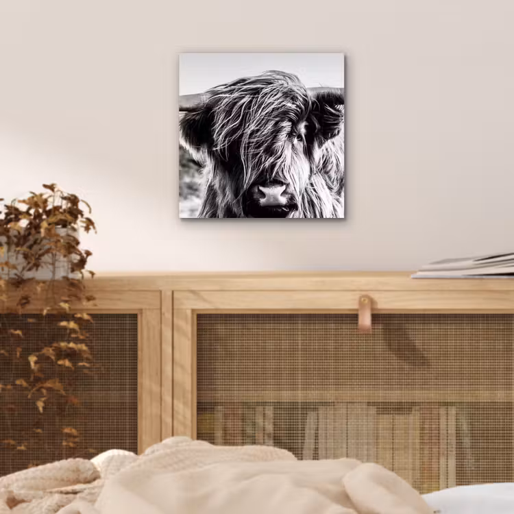 Schotse hooglander - Close up - Horens - Vacht - Zwart Wit aluminium wit klein -sfeer3