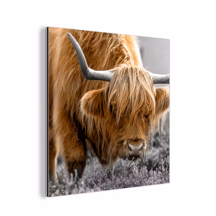 Schotse Hooglander - Dieren - Bruin - Koe - Zwart - Wit - Natuur aluminium wit klein -3d