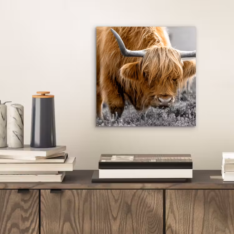 Schotse Hooglander - Dieren - Bruin - Koe - Zwart - Wit - Natuur aluminium wit klein -sfeer1