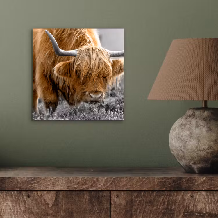 Schotse Hooglander - Dieren - Bruin - Koe - Zwart - Wit - Natuur aluminium wit klein -sfeer2
