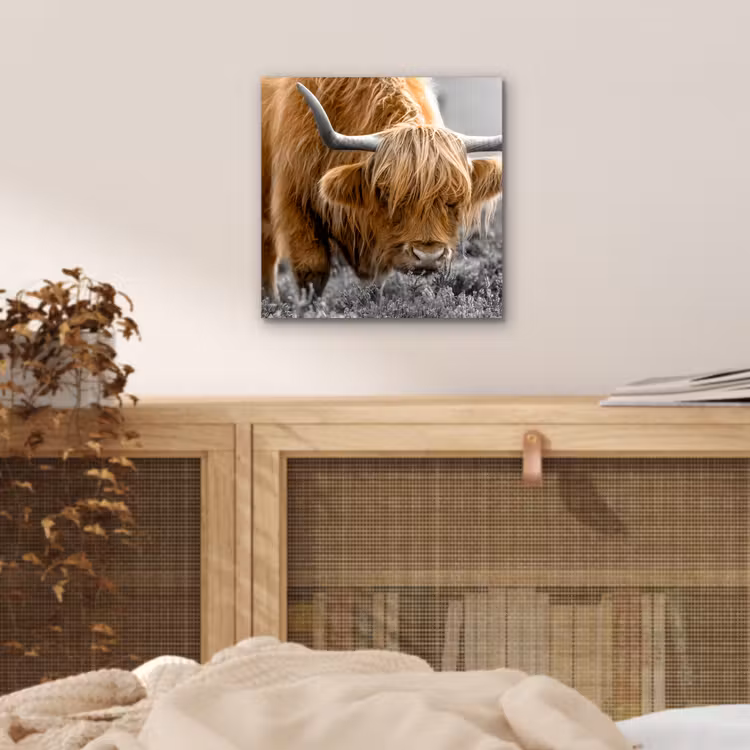 Schotse Hooglander - Dieren - Bruin - Koe - Zwart - Wit - Natuur aluminium wit klein -sfeer3