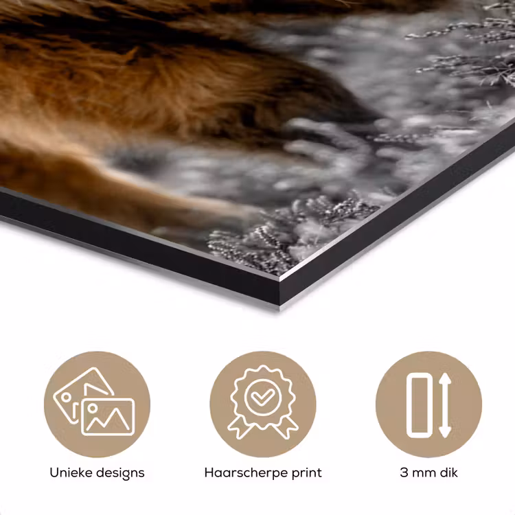 Schotse Hooglander - Dieren - Bruin - Koe - Zwart - Wit - Natuur aluminium wit klein -closeup_NL