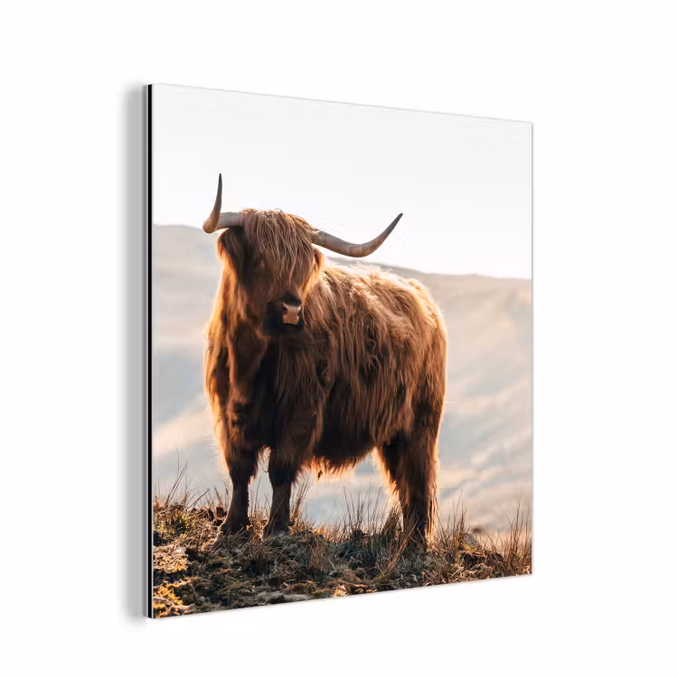 Schotse hooglander - Dieren - Landelijk - Landschap - Koe - Natuur aluminium wit klein -3d