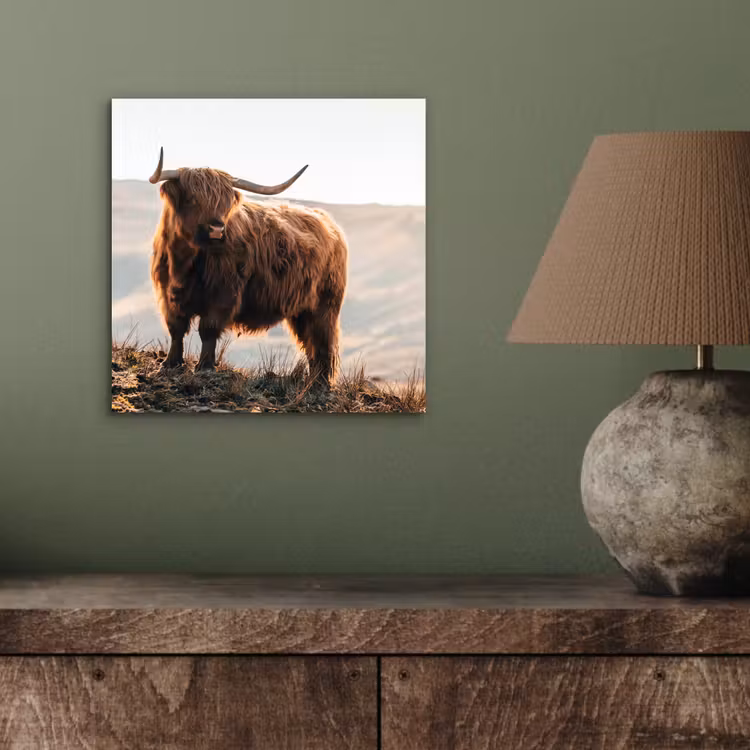 Schotse hooglander - Dieren - Landelijk - Landschap - Koe - Natuur aluminium wit klein -sfeer2