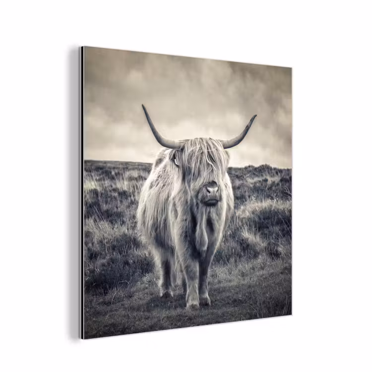 Schotse hooglander - Dieren - Wolken - Koe - Natuur aluminium wit klein -3d
