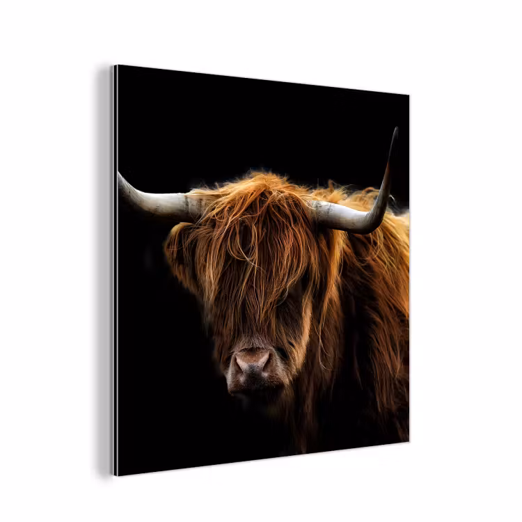 Schotse Hooglander - Horens - Zwart - Dieren - Natuur - Wild - Koe aluminium wit klein -3d