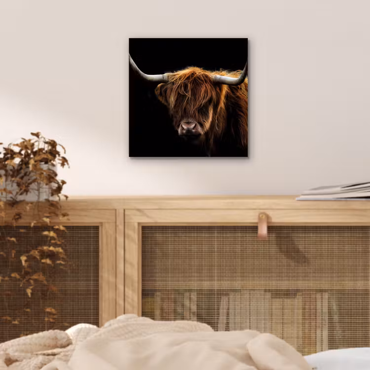 Schotse Hooglander - Horens - Zwart - Dieren - Natuur - Wild - Koe aluminium wit klein -sfeer3