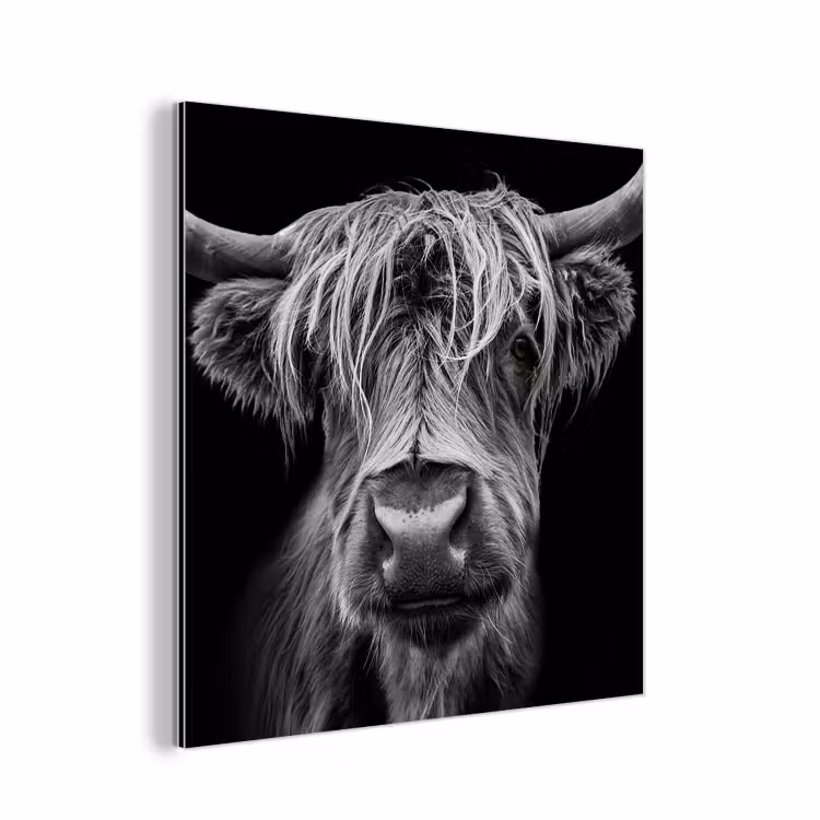 Schotse Hooglander - Horens - Zwart - Wit - Koe - Wild - Dieren aluminium wit klein -3d
