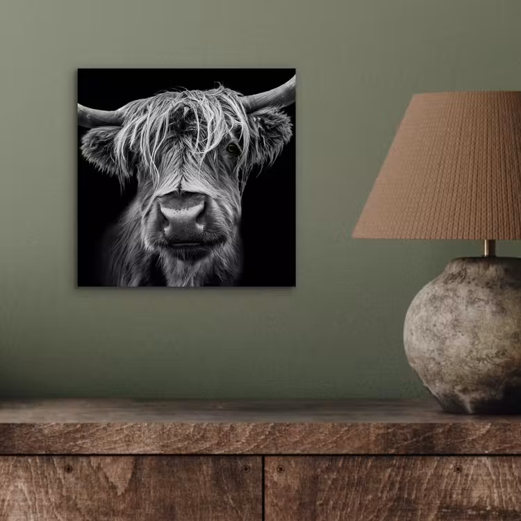 Schotse Hooglander - Horens - Zwart - Wit - Koe - Wild - Dieren aluminium wit klein -sfeer2