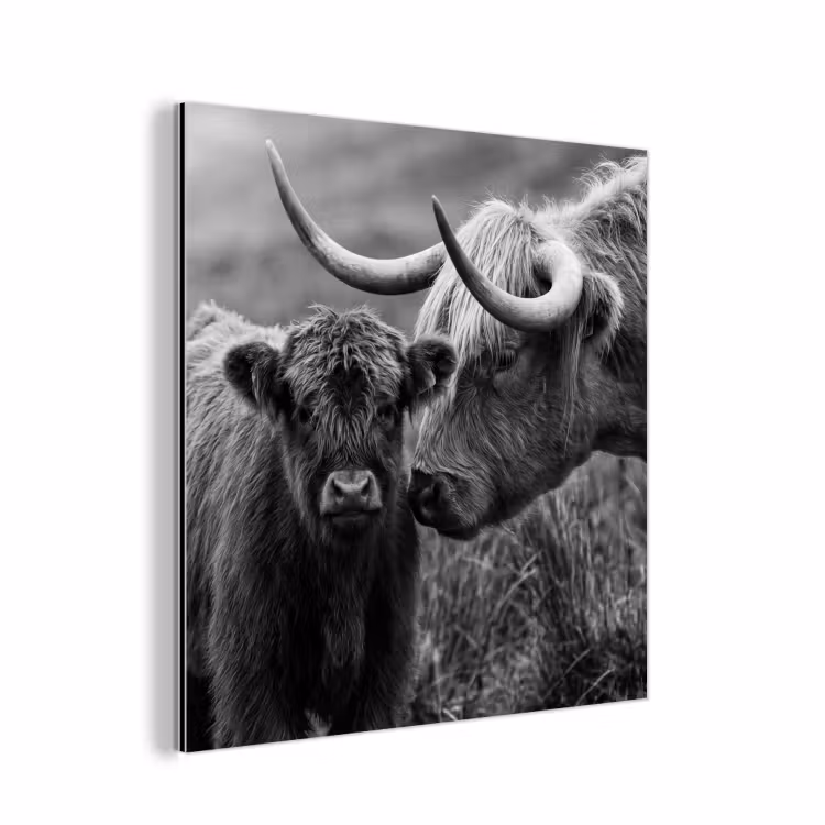 Schotse hooglander - Kalf - Zwart - Wit aluminium wit klein -3d