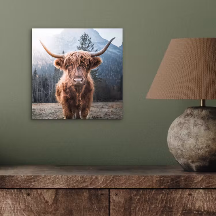 Schotse hooglander - Koe - Dieren - Berg - Natuur aluminium wit klein -sfeer2