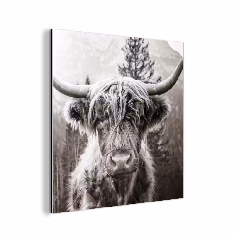 Schotse hooglander - Koe - Dieren - Zwart - Wit aluminium wit klein -3d