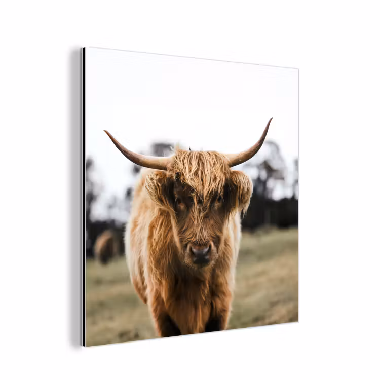 Schotse Hooglander -  Koe - Gras - Dieren - Natuur aluminium wit klein -3d