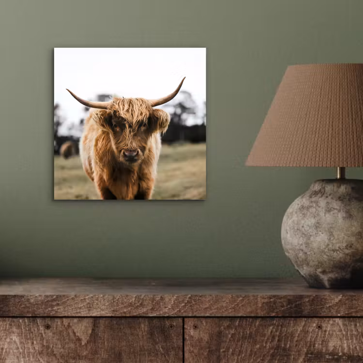 Schotse Hooglander -  Koe - Gras - Dieren - Natuur aluminium wit klein -sfeer2