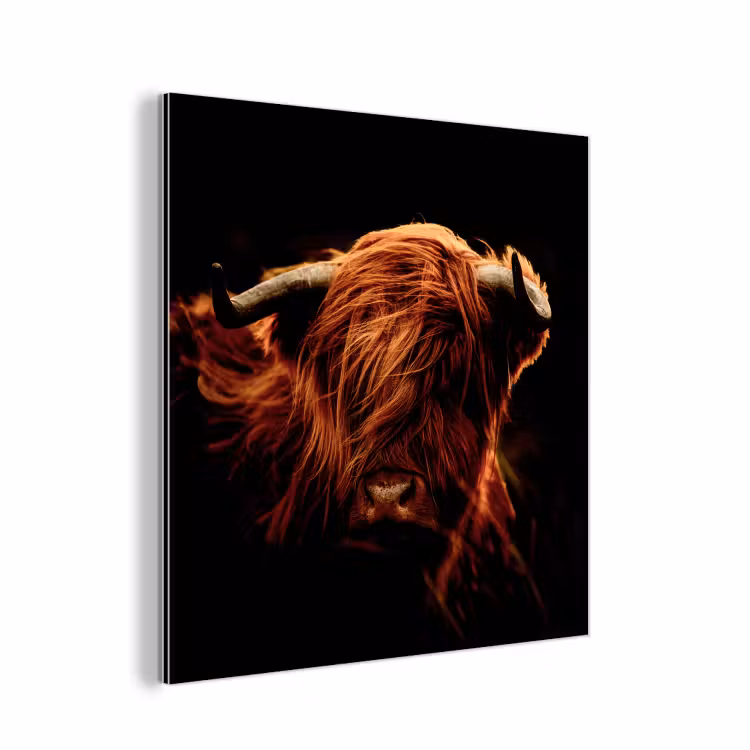 Schotse hooglander - Koe - Hoorns - Portret - Dieren aluminium wit klein -3d