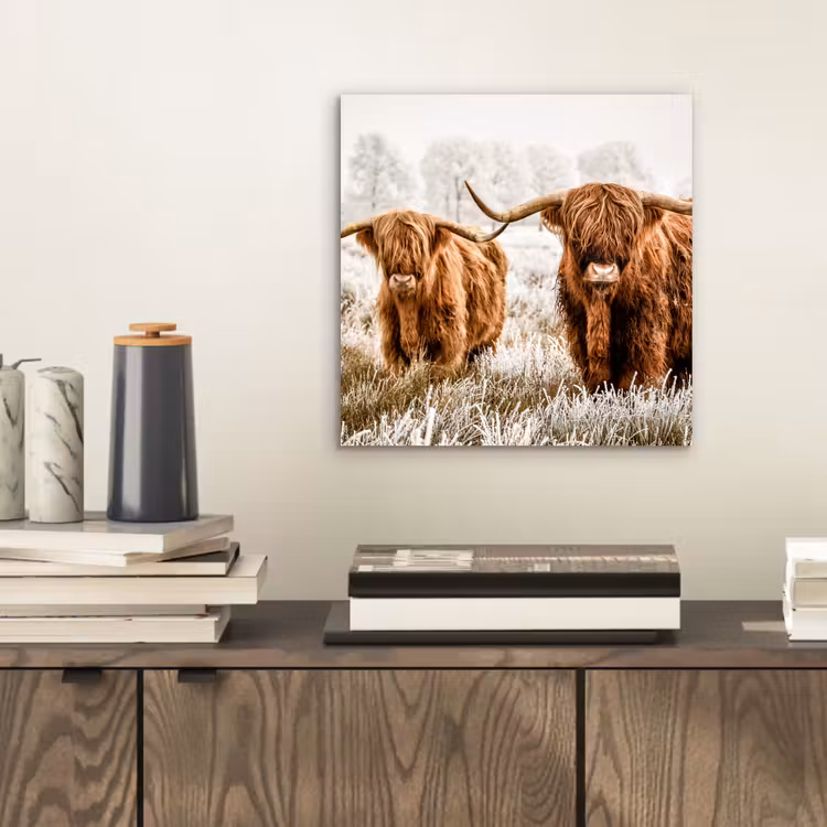 Schotse hooglander - Koe - Natuur - Winter aluminium wit klein -sfeer1