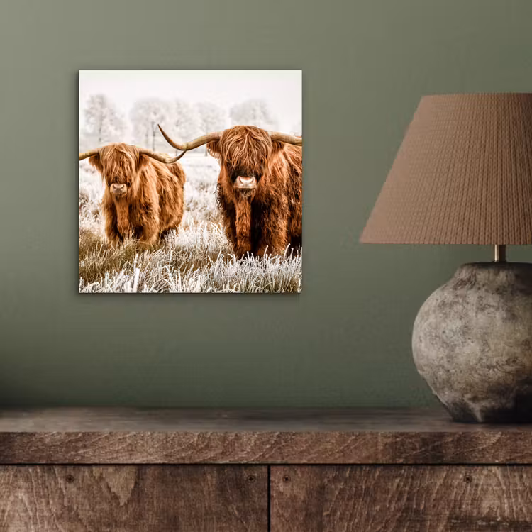 Schotse hooglander - Koe - Natuur - Winter aluminium wit klein -sfeer2
